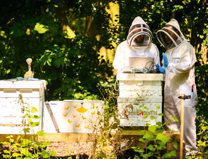 The Honeybees Versus the Murder Hornets