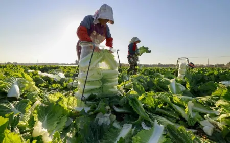 ‘AI về làng’: Nông dân Trung Quốc tìm lời khuyên từ DeepSeek