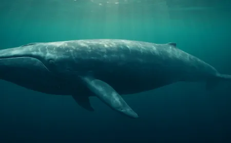 Cá voi đặt cược 40x lên Bitcoin