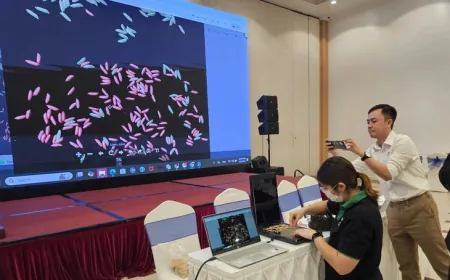 Dùng AI phân tích hình ảnh hạt lúa xác định được độ thuần của giống lúa