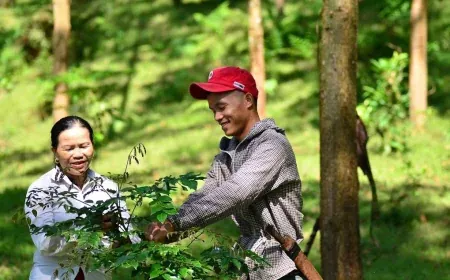 Lộ trình triển khai thị trường tín chỉ carbon, tài sản mã hóa ra sao?